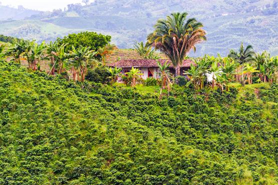 Visit a traditional Colombian coffee farm | Travel Nation