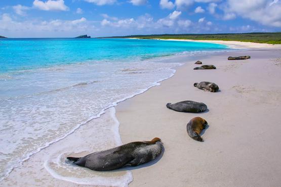 Watch sea lions sunbathing on the beaches of the Galapagos | Travel Nation