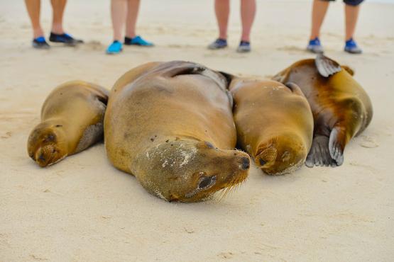 See the sea lions of the Galapagos Islands | Travel Nation