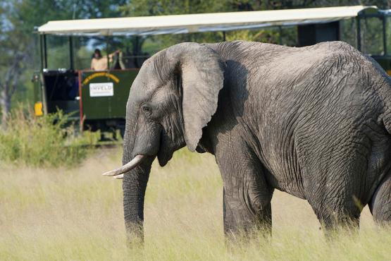 900x600-imvelo-safari-lodges-bomani-elephant-safari-vehicle