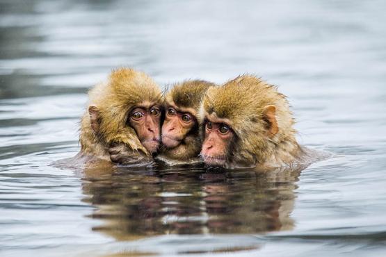 See the Nagano snow monkeys in Japan | Travel Nation