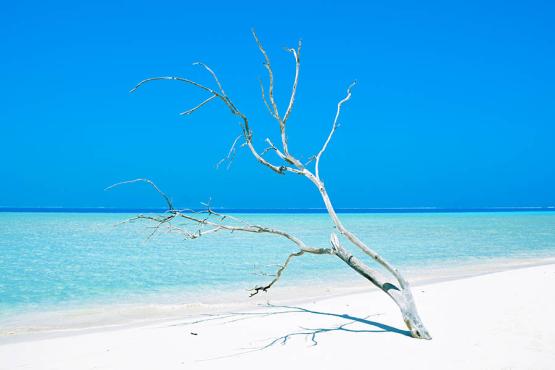 900x600-new-caledonia-beach-tree-blue