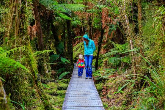 Take family walks through the forests of New Zealand | Travel Nation