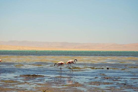 See flamingos in the lagoons of the Paracas National Reserve | Travel Nation