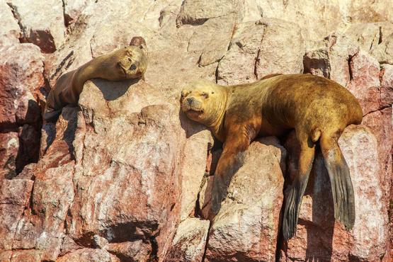 Spot sea lions napping on the rocks of the Islas Ballestas | Travel Nation
