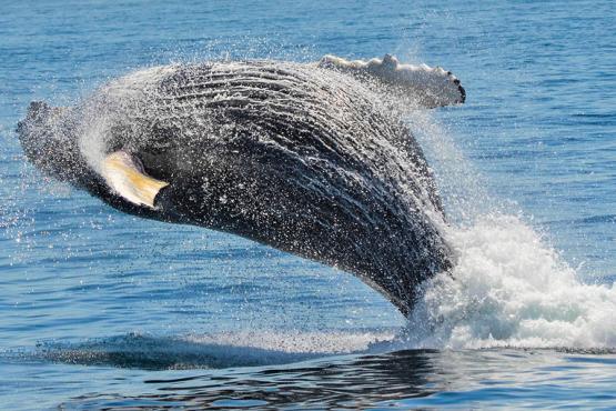 Spot whales breaching in the waters off Cape Cod | Travel Nation