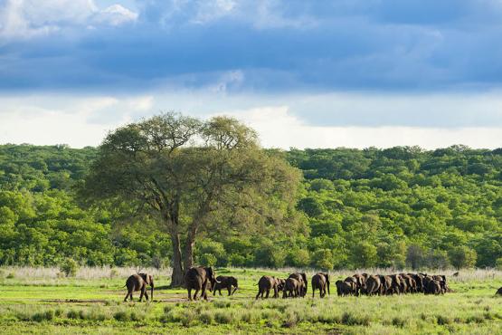 Herd of elephants in Zambezi National Park | Travel Nation