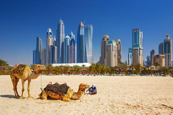 Take a camel ride along the beach in Dubai | Travel Nation