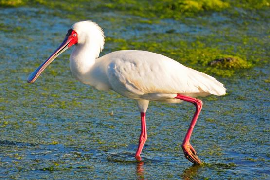 African Spoonbill in Mozambique