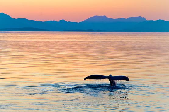 Go whale watching in the setting sun | Travel Nation