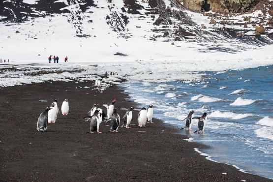  Deception Island is the last landing of your voyage 