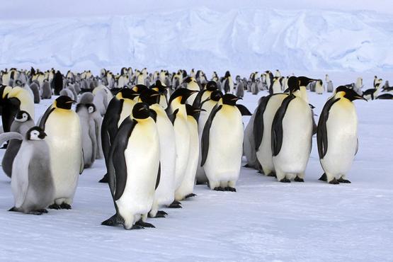 Observe colonies of Emperor penguins