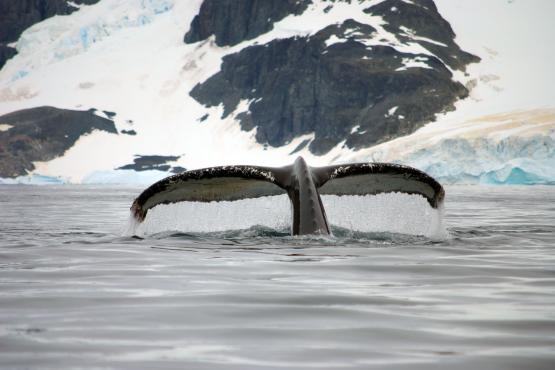 Encounter Humpback, Minke & Fin whales