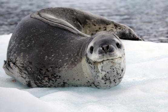 Look out for Leopard seals