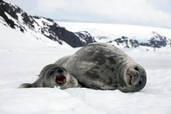 See Weddell seals and Antarctica's remarkable wildlife