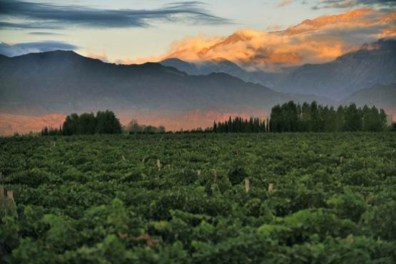 The region is famous for some of Argentina's best wines