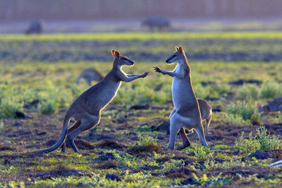 Get close to the local wallaby population in the Mary River region