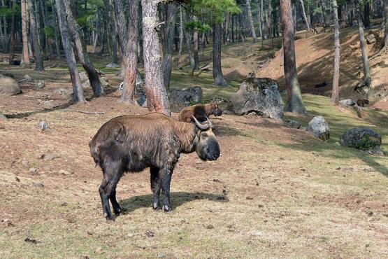 Takin - the national animal of Bhutan