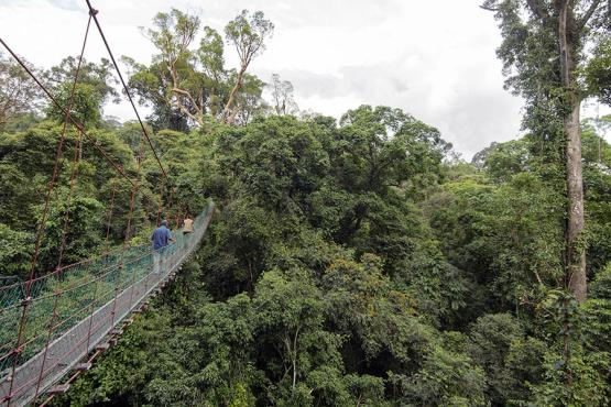 Trek to the View Point for a simply stunning bird’s eye view of Danum Valley and the Borneo lowland rainforest