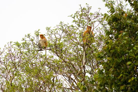 Try and spot Proboscis monkeys alongside the Kinabatangan River
