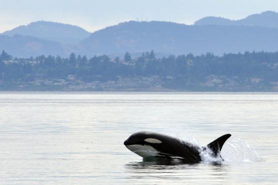 You'll head out on a whale watching expedition in the Pacific Rim National Park