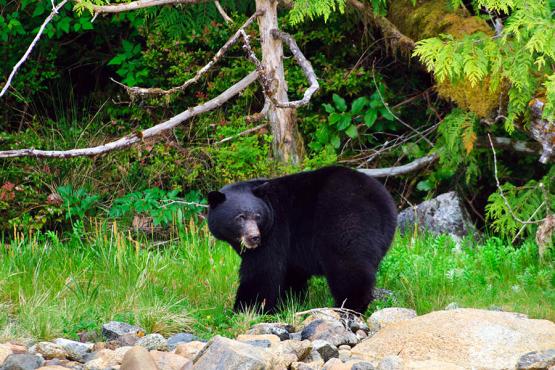 Will you be lucky enough to spot a black bear?
