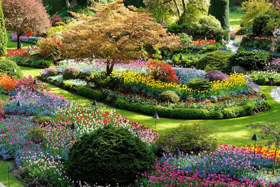 Butchart Gardens is a kaleidoscope of colour in the summer