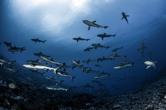 Fakarava's waters are heavily populated with lemon, whitecap and hammerhead sharks