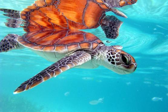 Visit the hotel's dolphin centre and sea turtle clinic