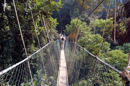 Take in the breath taking views from high up in the forest canopy of Taman Negara