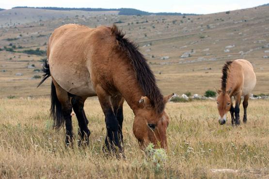 Look for wild horses in the Khustai National Park