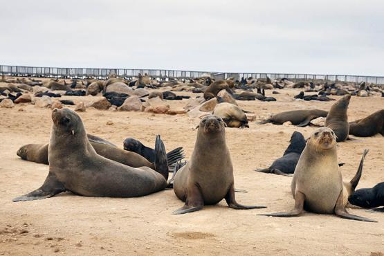 Head north to Damaraland and pass the huge seal colonies of Cape Cross