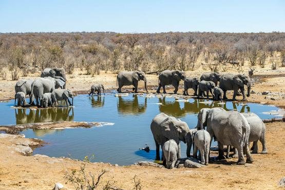 See elephants converge at watering holes