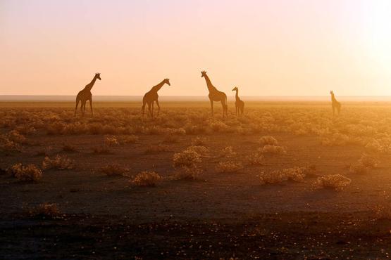 Spot giraffes lazily wandering through the park