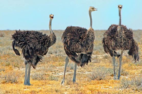 Look out for mighty ostriches 