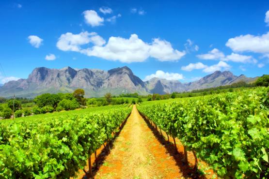 Winelands, Cape Town, South Africa
