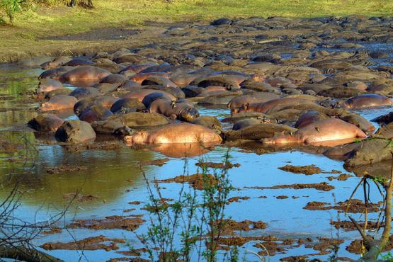 The wild Katuma River supports the country’s densest population of hippos