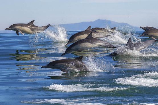 usa-california-monterey-pod-of-dolphins-900x600