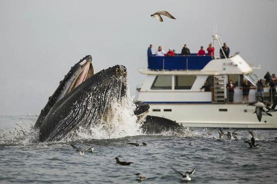 Enjoy a whale watching trip 