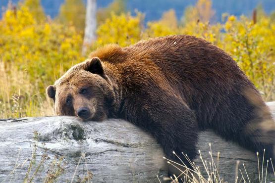 A black bear resting in Alaska