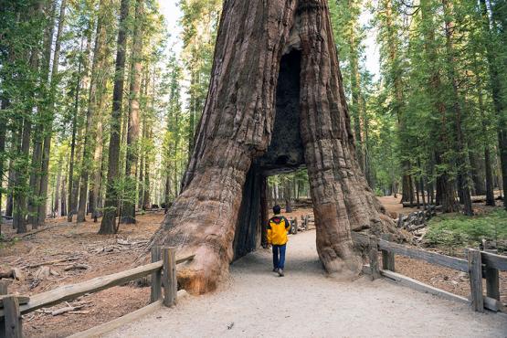 Why not wander amongst (and through) the great sequoia's of Yosemite National Park?