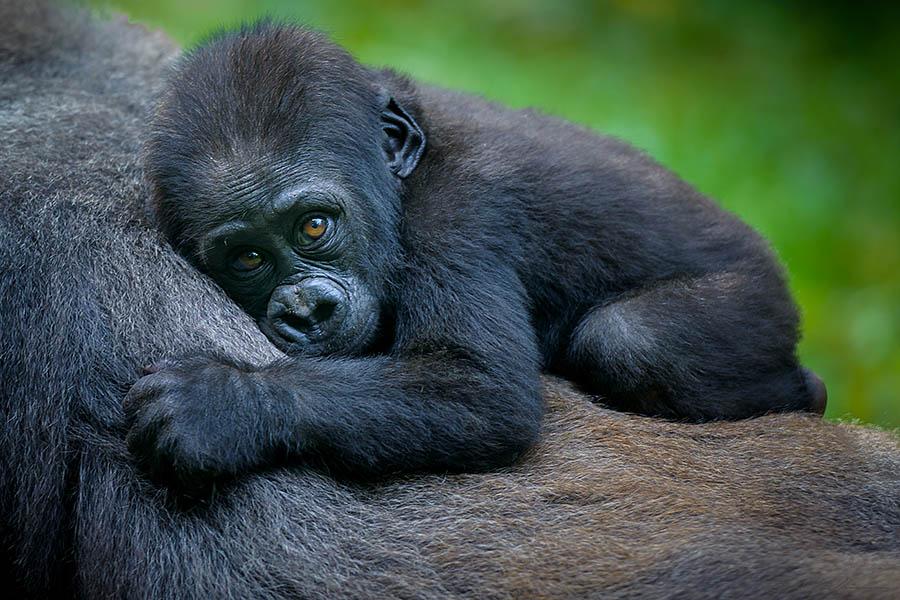 See mother and baby gorillas in Rwanda | Travel Nation