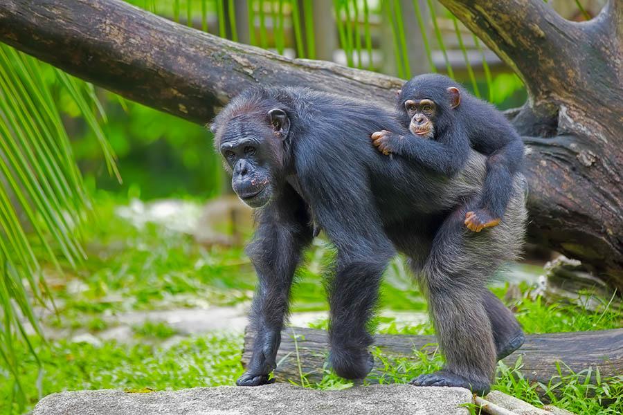 Set off on a chimpanzee trek in Rwanda | Travel Nation 