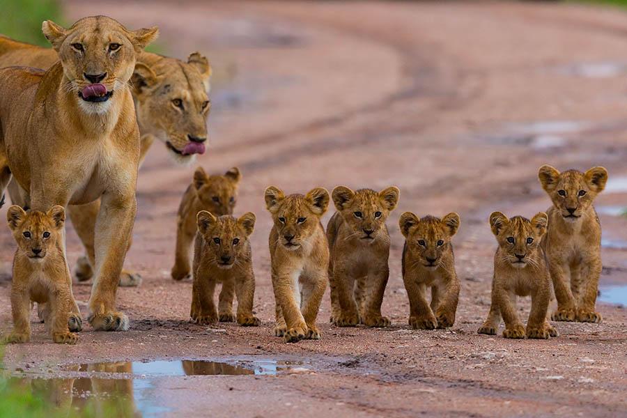 Spot lions in Hwange National Park
