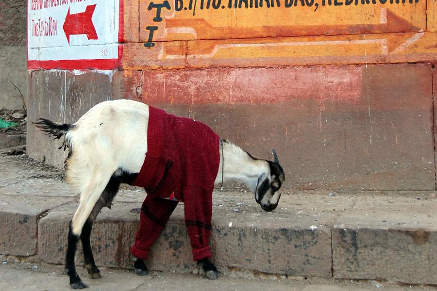 A goat in a jumper, India | India Travel Guide