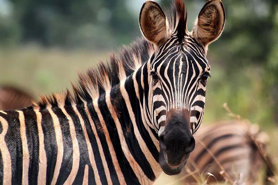 See zebra in Akagera National Park | Travel Nation