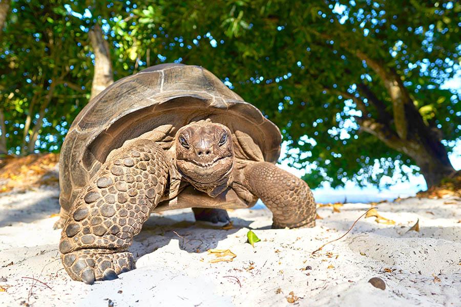 See giant tortoises in the Seychelles | Travel Nation