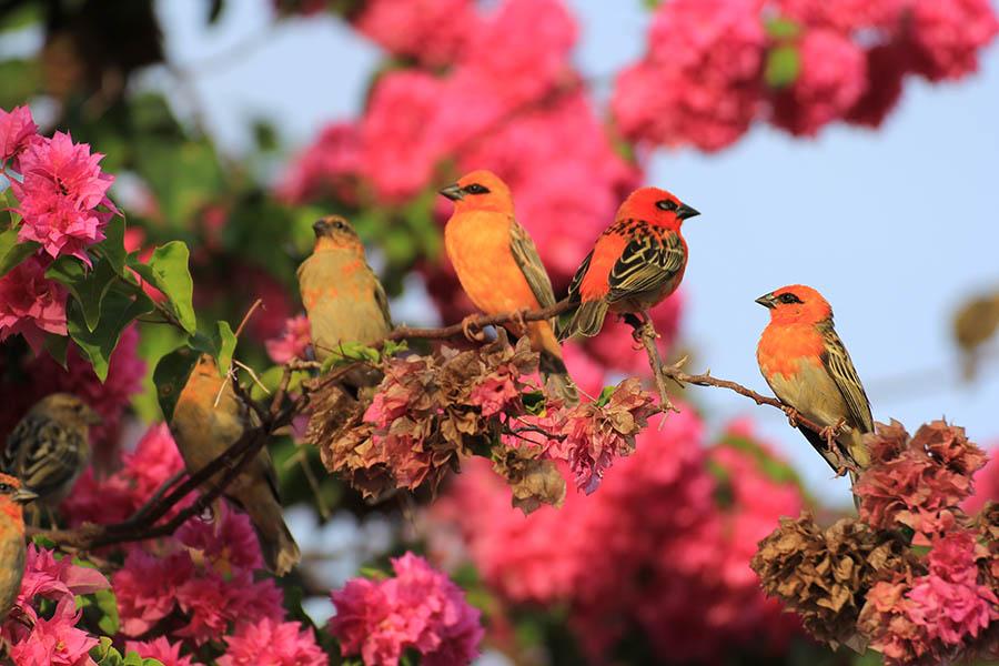 Spot red cardineaux birds in the Seychelles | Travel Nation