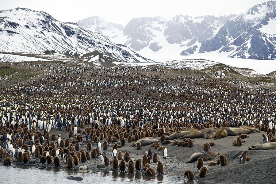 South Georgia is home to gigantic king penguin colonies