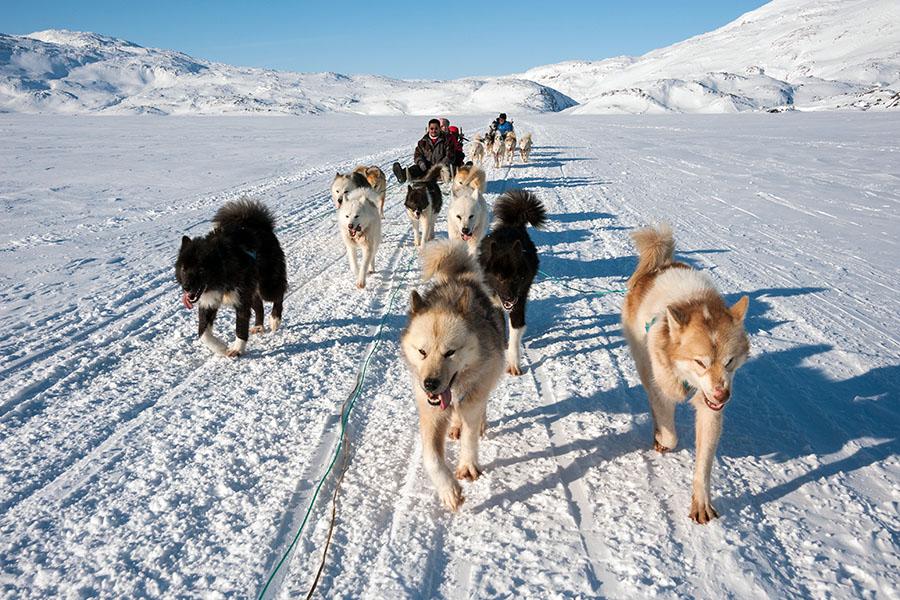 Try your hand at dog sledding!